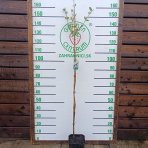 Kalina anglická (Viburnum carlcephalum) - výška 130-160, kont. C4L - NA KMIENKU